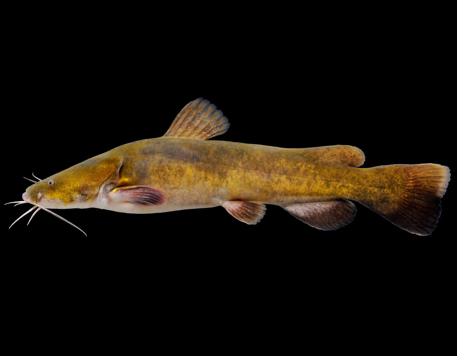 Flathead Catfish, (Pylodictis olivaris): Mississippi River @ Goose Island a...