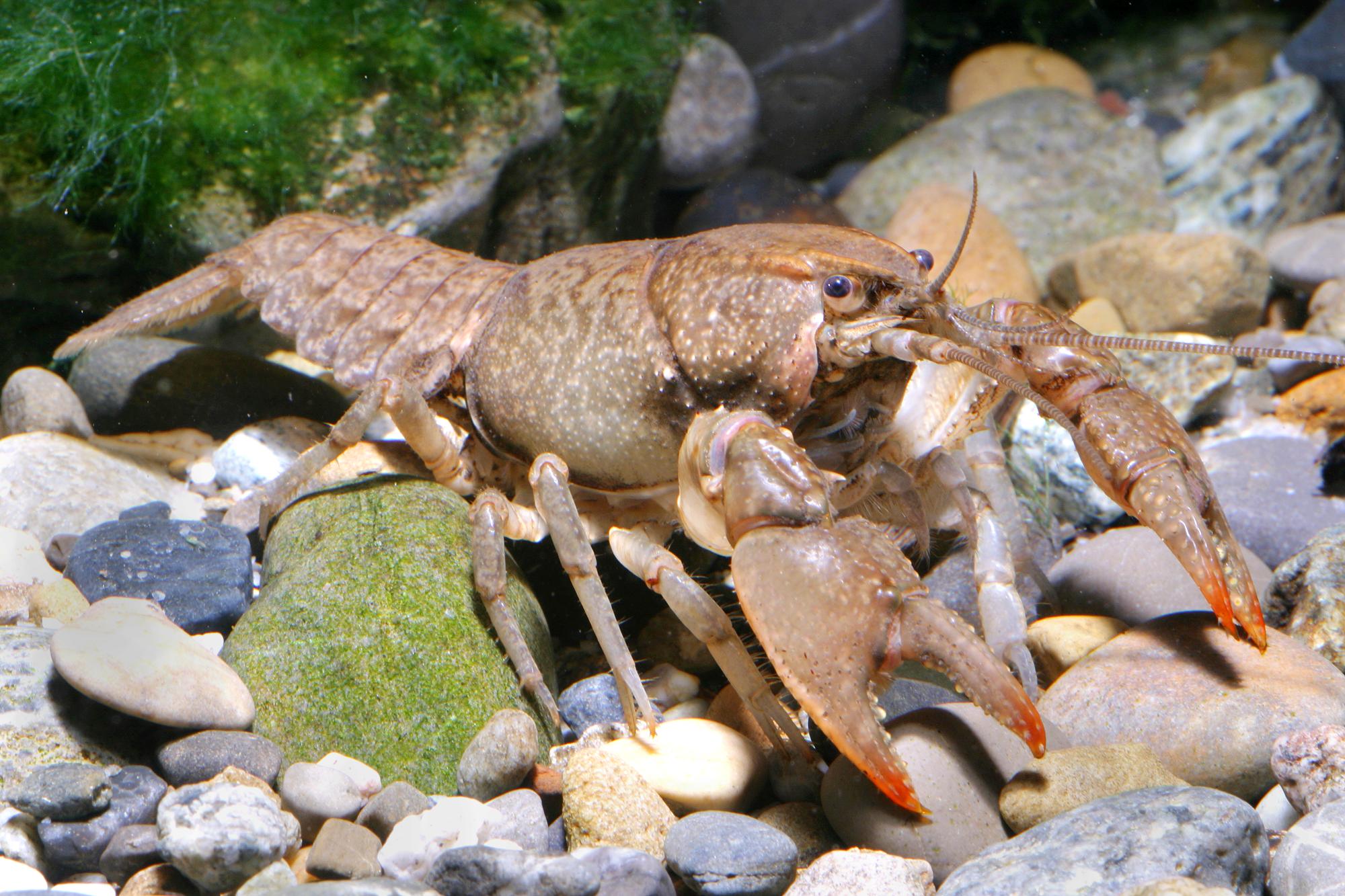 crayfish – Ogeechee Riverkeeper